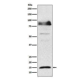 ISG15 Antibody