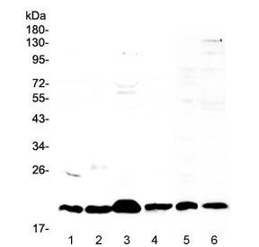 ICOS Antibody