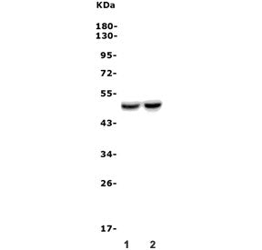 DRD4 Antibody / D4 Dopamine Receptor