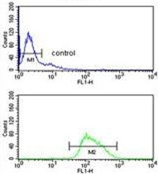 Flow cytometry testing of human Ramos cells with POU2AF1 antibody; Blue=isotype control, Green= POU2