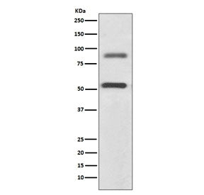 DCLK1 Antibody / Doublecortin-like kinase 1