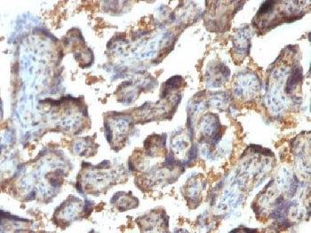IHC testing of FFPE human placenta with Galectin 13 antibody (clone PP13/1164). Required HIER: boil 
