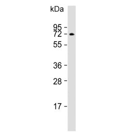 Western blot testing of human Jurkat lysate with ATG16L1 antibody. Predicted molecular weight ~68 kD