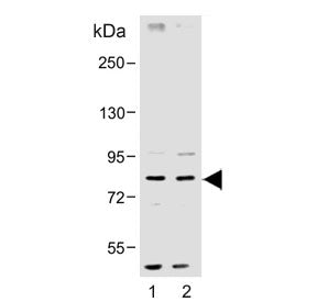 SMURF1 Antibody