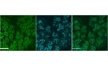 Muc19 Antibody