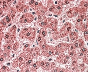 IHC staining of FFPE human liver with MPV17 antibody at 5ug/ml. HIER: steamed with pH6 citrate buffe