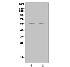 JRK Antibody / Jerky protein homolog