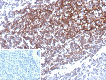 CD35 Antibody
