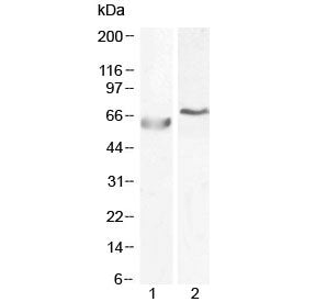 POLL Antibody