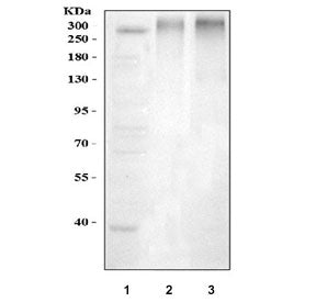 Western blot testing of 1) human HepG2, 2) rat eye and 3) mouse eye lysate with ABCA4 antibody at 0.