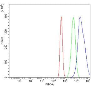 RBM28 Antibody / RNA-binding protein 28