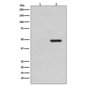 Phospho-Tau Antibody / MAPT (pT231)