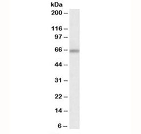 ATG16L1 Antibody