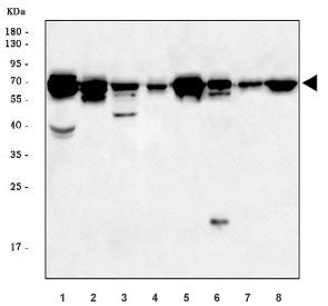 Adam17 Antibody