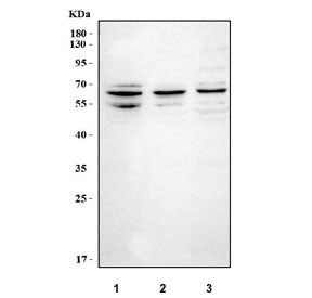 NT5DC2 Antibody