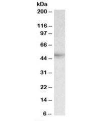 Western blot testing of human liver lysate with HCP1 antibody at 0.3ug/ml. Predicted molecular weigh