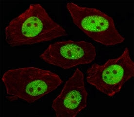 LIN28A Antibody