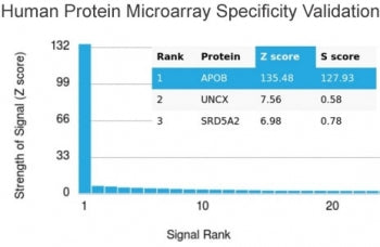 Analysis of HuProt(TM) microarray containing more than 19,000 full-length human proteins using Apoli
