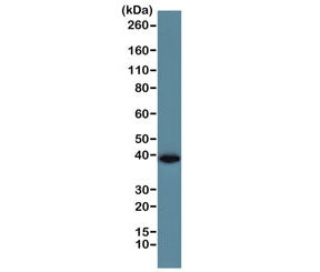GAPDH Antibody
