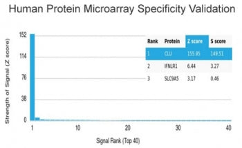 Clusterin Antibody / Apolipoprotein J / APO-J