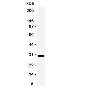 Adiponectin Antibody