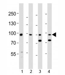 Western blot analysis of lysate from 1) human A431, 2) mouse NIH3T3 cell line, 3) mouse brain and 4)