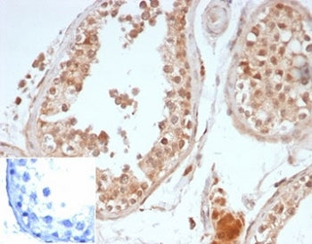 IHC staining of FFPE human testis with recombinant Oct4 antibody (clone OCT4/6875R). Negative contro