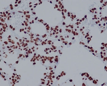IHC staining of FFPE rat lung tissue with H2AFX antibody. HIER: boil tissue sections in pH6, 10mM ci