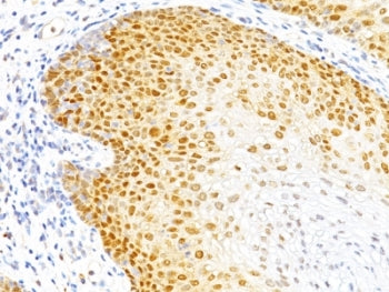 p27 Antibody / p27Kip1