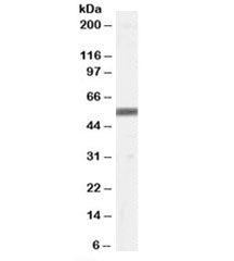 ZMPSTE24 Antibody