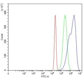 MSH6 Antibody