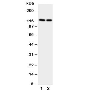NRP2 Antibody