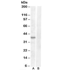 ASNA1 Antibody