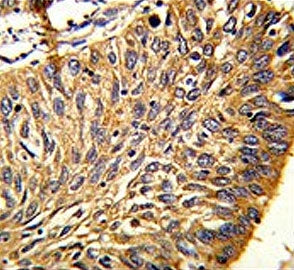 Peroxiredoxin 3 Antibody / PRDX3