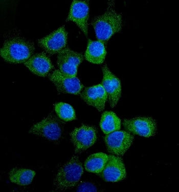 Immunofluorescent staining of FFPE human A431 cells with EGFR antibody (green) and DAPI nuclear stai