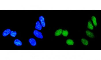 RAB9A Antibody