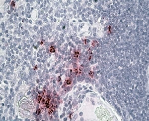 IHC staining of FFPE human thymus with Defensin 1/3 antibody at 4ug/ml. HIER: steamed with pH6 citra