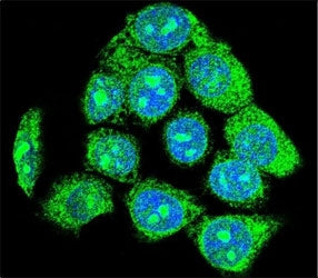 EGR1 Antibody