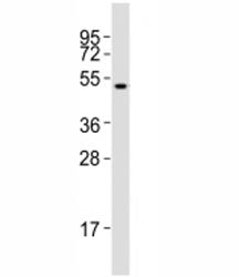 Western blot testing of Runx1 antibody at 1:2000 dilution + SW620 lysate; Predicted molecular weight