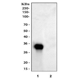 Western blot testing of human 1) HepG2 and 2) U-87 MG cell lysate with IGFBP1 antibody. Expected mol