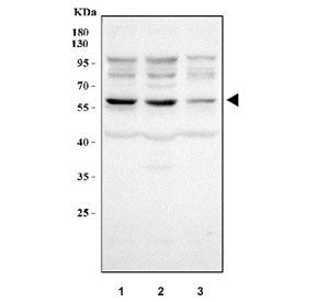 NAPRT Antibody / Nicotinate phosphoribosyltransferase