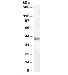 Western blot testing of human liver lysate with GOT1 antibody at 0.5ug/ml. Predicted molecular weigh