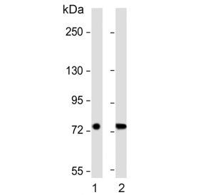 SLC6A14 Antibody