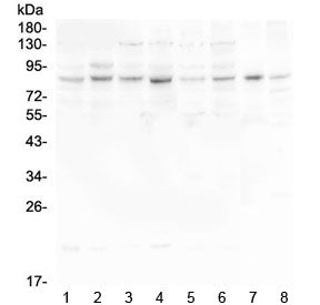 HOOK3 Antibody