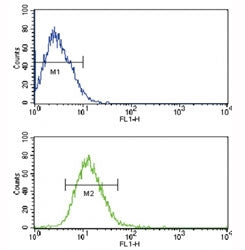 TLR2 Antibody