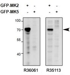 Western blot of HEK293 lysate overexpressing mouse MK2/MAPKAPK2-GFP or overexpressing MK5-GFP and pr