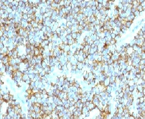 CD99 Antibody