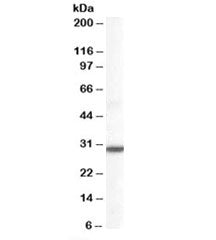 DDAH2 Antibody