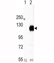 EphA2 Antibody