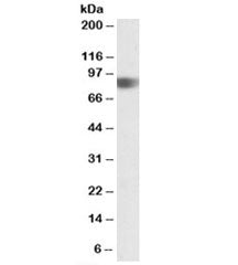 NOD1 Antibody